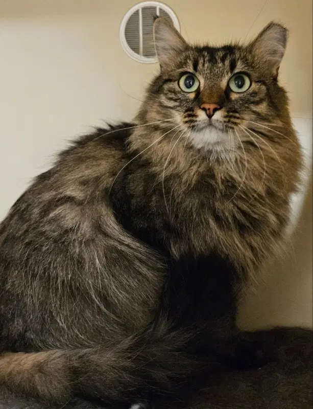 Baby - Domestic longhair
