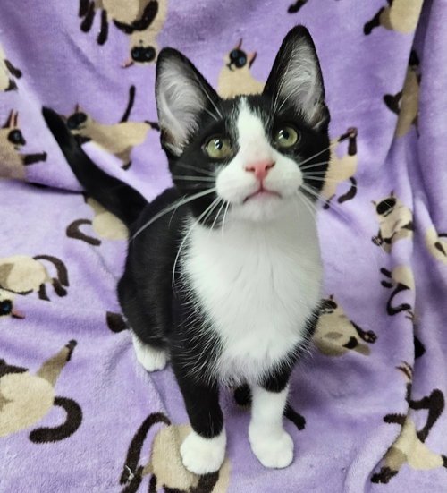 SASHIMI - Domestic Short Hair available for adoption