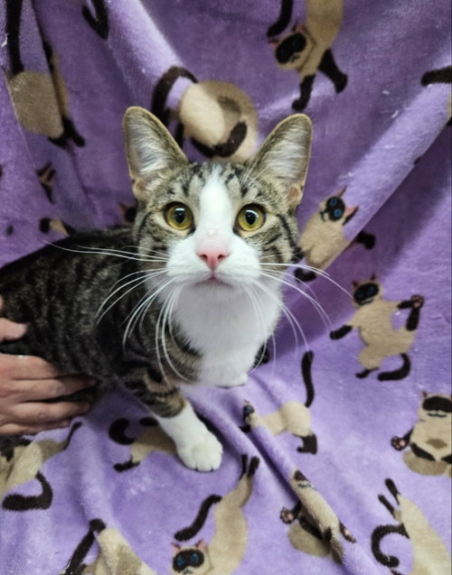 Scout, Young Domestic Short Hair / Mixed (short coat), cat for adoption in Bartlett, Illinois