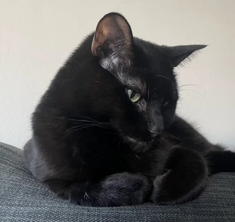 Koji - Domestic Short Hair