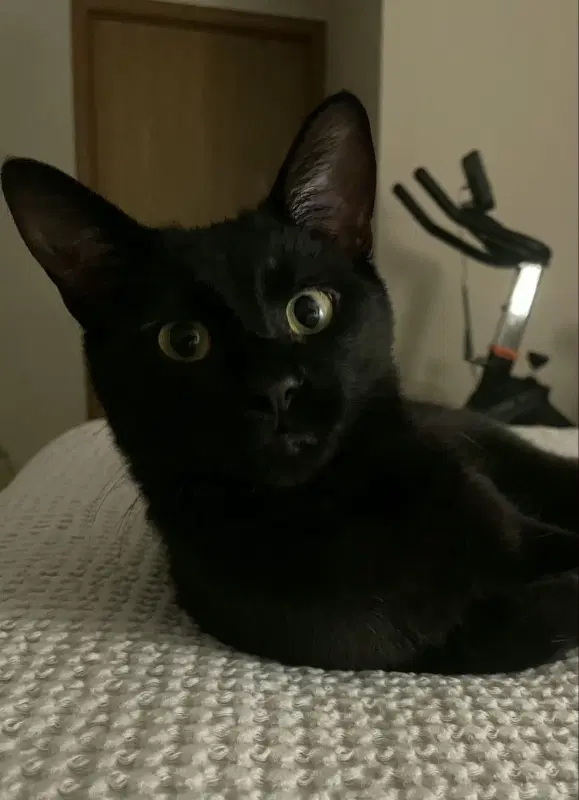 Koji image 2
