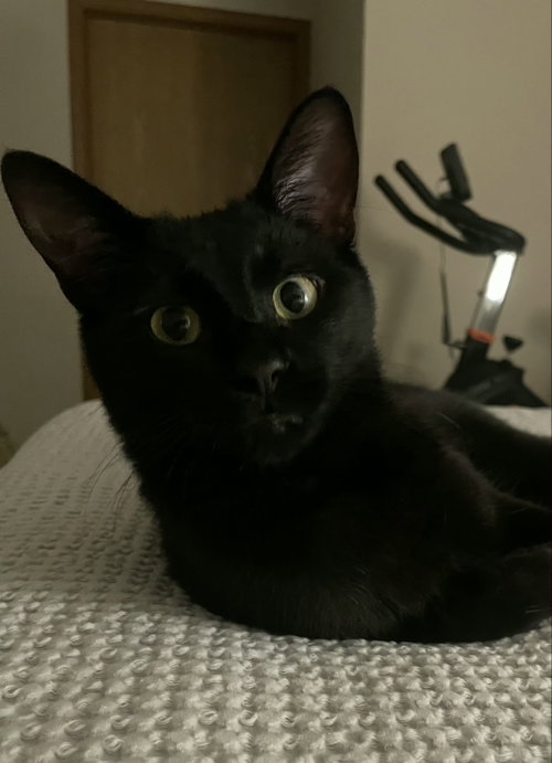 Koji photo 2