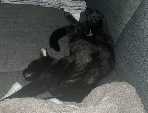 Koji photo 3