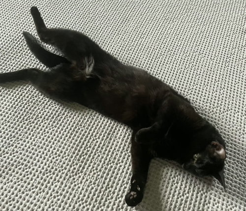 Koji photo 5