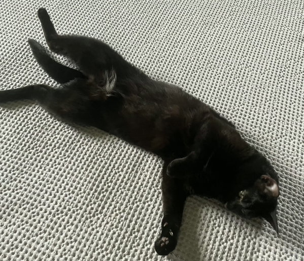 Koji