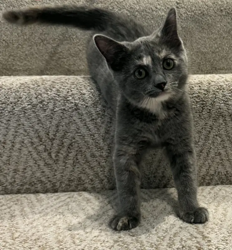 Mystic - Domestic Shorthair