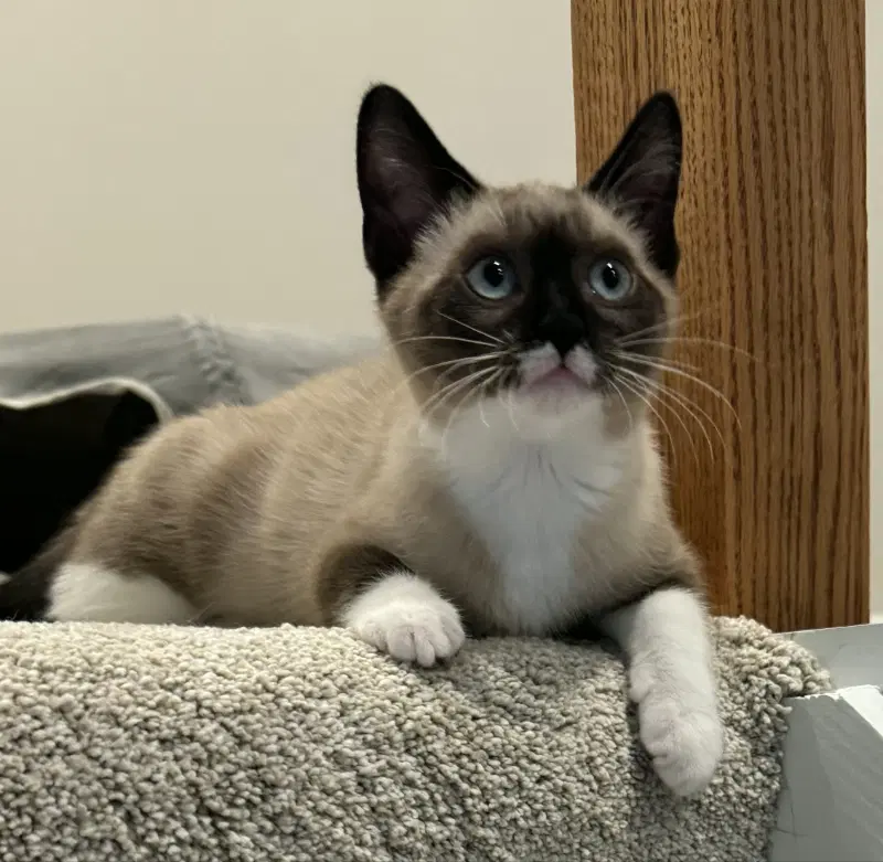 Lune - Domestic Shorthair