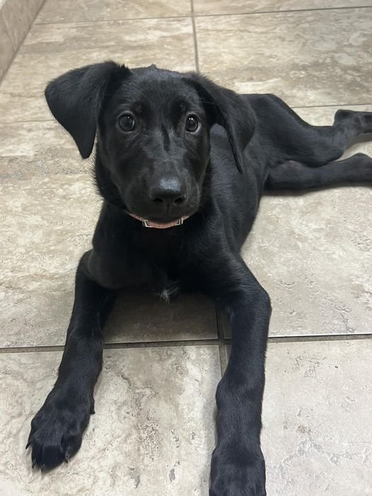 adoptable Dog in SM, KS named Greenly