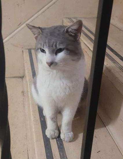 adoptable Cat in SM, KS named Handsome