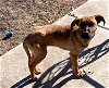 adoptable Dog in sm, KS named Rooster
