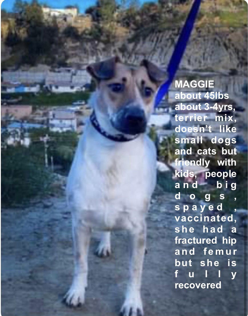 adoptable Dog in Woodland Hills, CA named Maggie