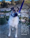 adoptable Dog in woodland hills, ca, CA named Maggie