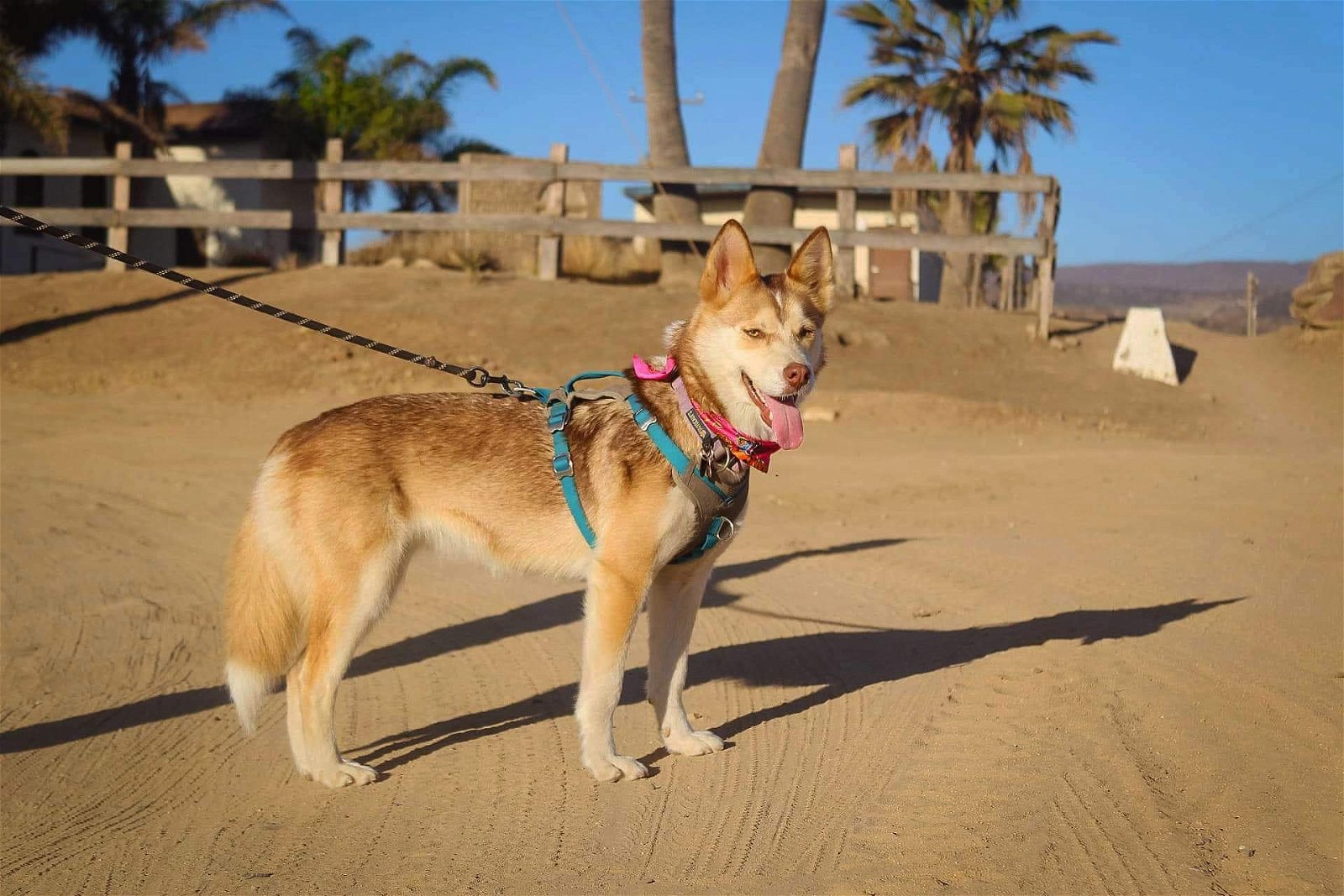 adoptable Dog in Woodland Hills, CA named Pita