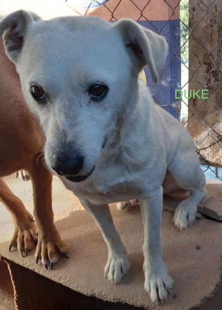 adoptable Dog in Woodland Hills, CA named Duke