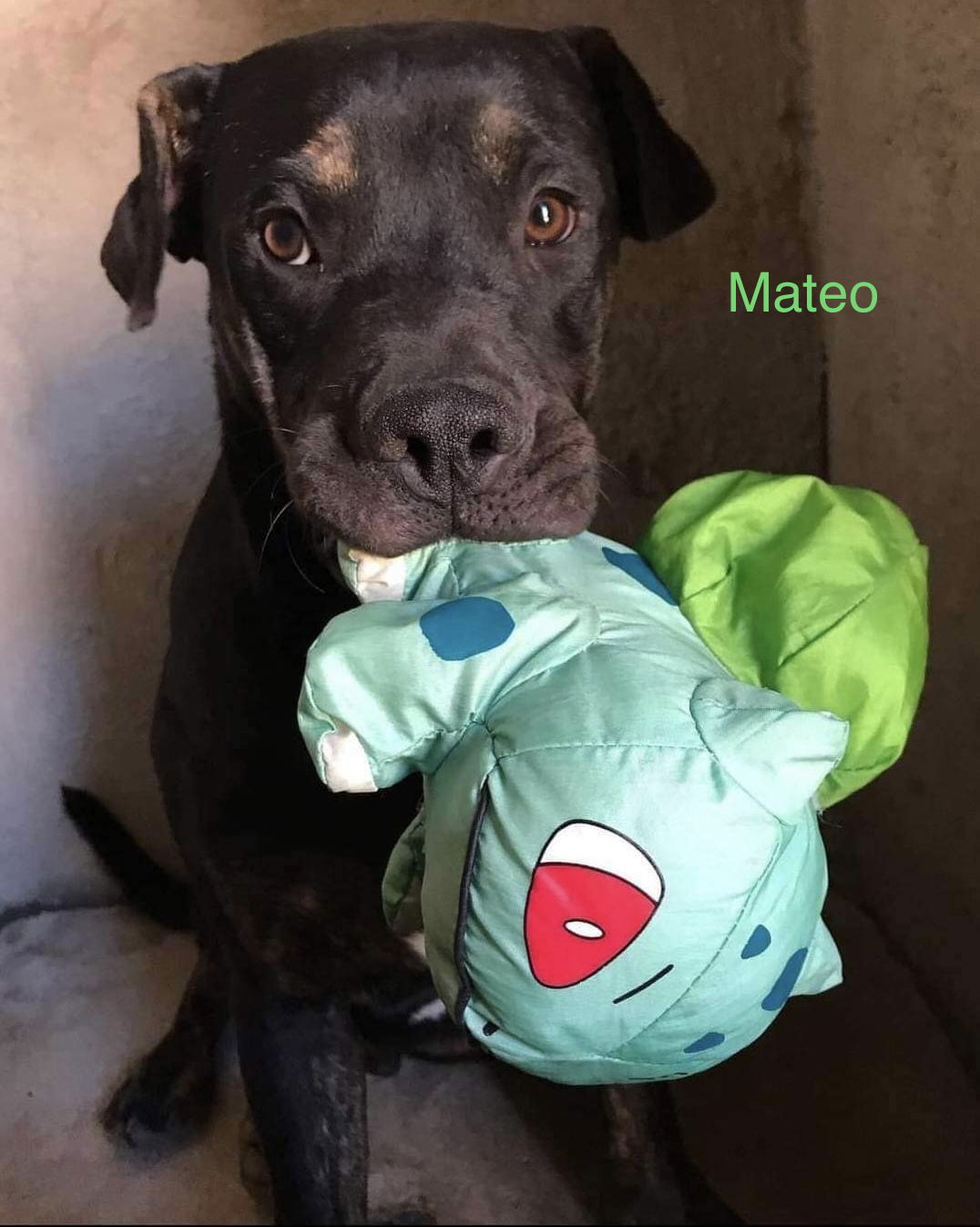 adoptable Dog in Woodland Hills, CA named Mateo