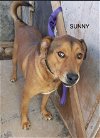 adoptable Dog in  named Sunny