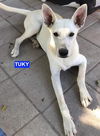 adoptable Dog in Woodland, CA named Tuky