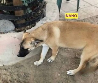 adoptable Dog in Woodland Hills, CA named Nano