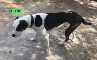 adoptable Dog in Woodland Hills, CA named Bone