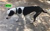 adoptable Dog in woodland hills, CA named Bone