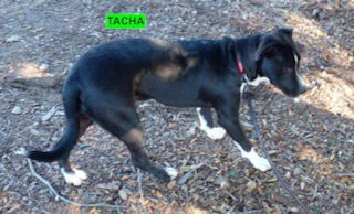 adoptable Dog in Woodland Hills, CA named Tacha