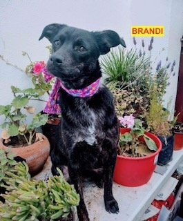 adoptable Dog in Woodland Hills, CA named Brandi