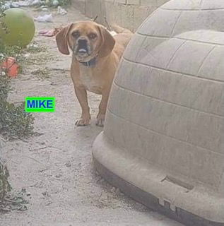 adoptable Dog in Woodland Hills, CA named Mike