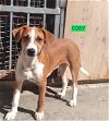 adoptable Dog in  named Cody