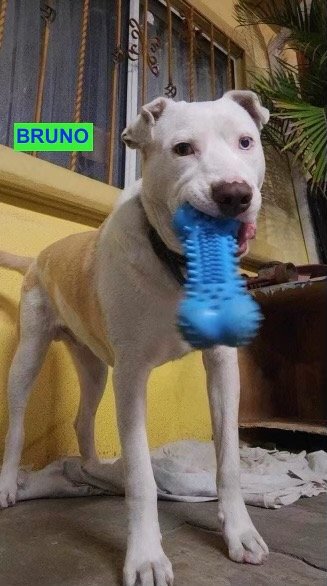 adoptable Dog in Woodland Hills, CA named Bruno