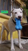 adoptable Dog in  named Bruno