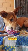 adoptable Dog in  named Brawny