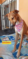 Brawny - Photo 2