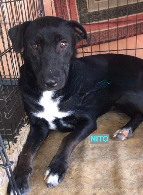 adoptable Dog in Woodland Hills, CA named Nito