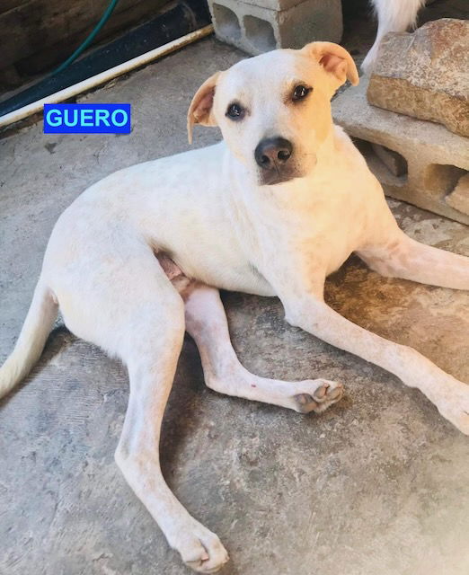 adoptable Dog in Woodland Hills, CA named Guero