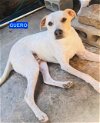 adoptable Dog in woodland hills, ca, CA named Guero
