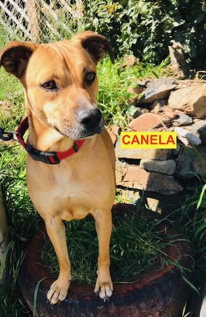 adoptable Dog in Woodland Hills, CA named Canela