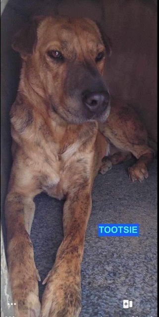 adoptable Dog in Woodland Hills, CA named Tootsie