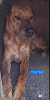 adoptable Dog in Woodland, CA named Tootsie