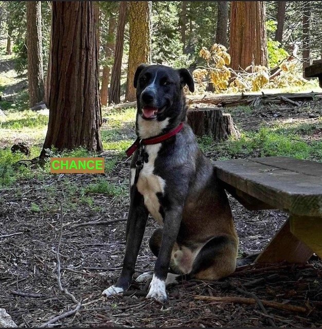 adoptable Dog in Woodland Hills, CA named Chance