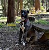adoptable Dog in woodland hills, CA named Chance