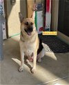 adoptable Dog in woodland hills, ca, CA named LOLA