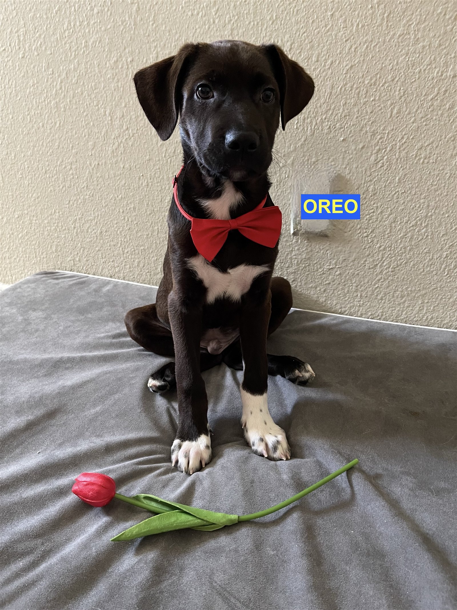 adoptable Dog in Woodland Hills, CA named OREO
