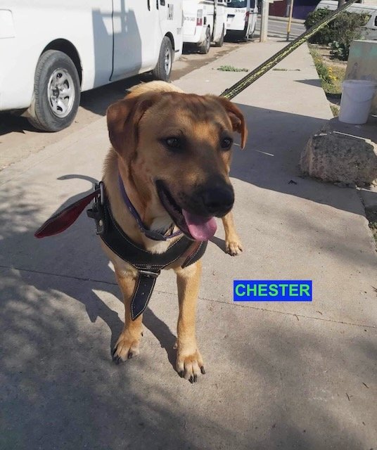 adoptable Dog in Woodland Hills, CA named CHESTER