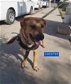 adoptable Dog in woodland hills, CA named CHESTER