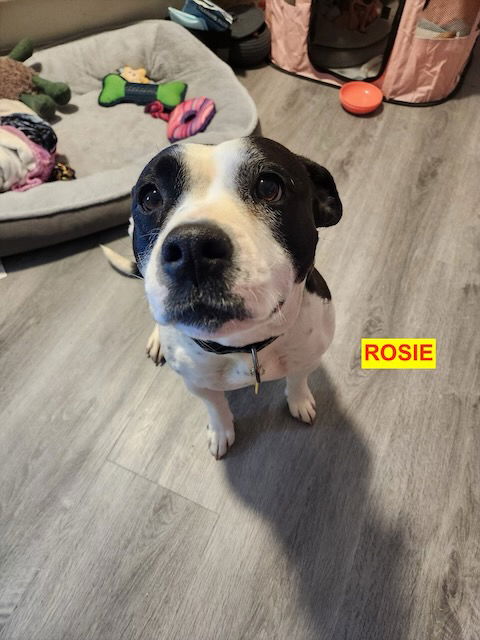 adoptable Dog in Woodland Hills, CA named ROSIE