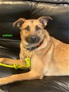 adoptable Dog in woodland, CA named ADRIAN