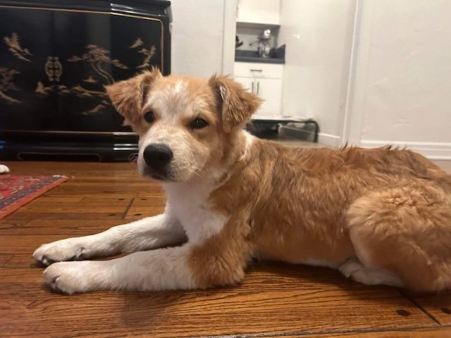 adoptable Dog in Woodland Hills, CA named LAINEY