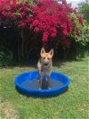 adoptable Dog in la, CA named ASTA