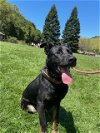 adoptable Dog in woodland hills, ca, CA named JOSE