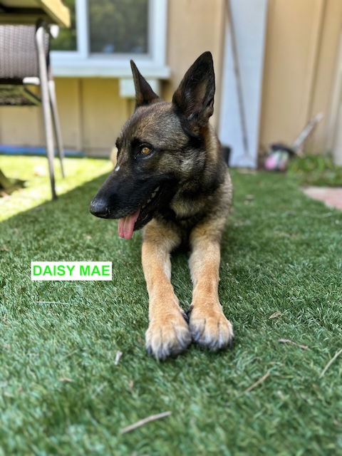 adoptable Dog in Woodland Hills, CA named DAISY MAE